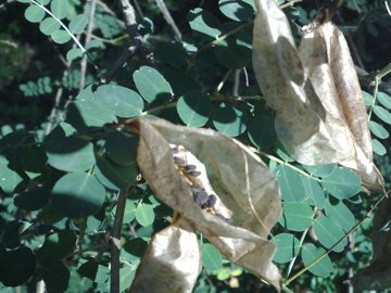 Un baccello strano - Colutea arborescens